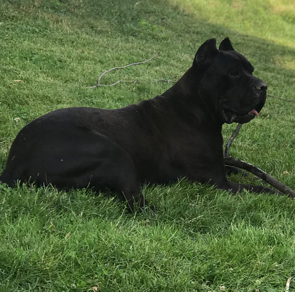 Ohio Cane Corsos Kennel with Beautiful Champions